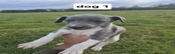 Whippet dogs for sale: Whippet pups - Advert 11