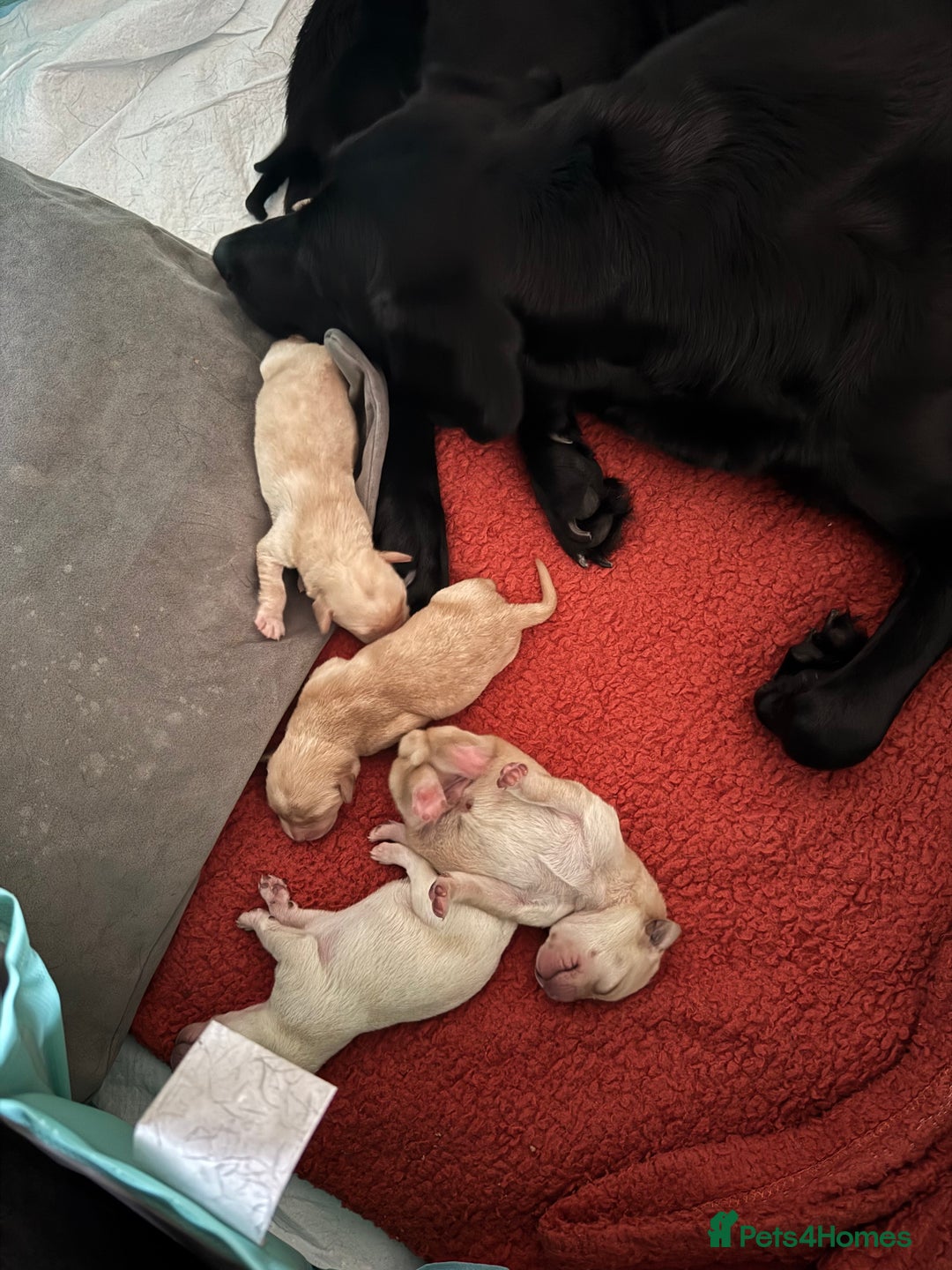 Labrador Retriever dogs for sale: 6 Sweet Labrador Puppies  - Advert 19