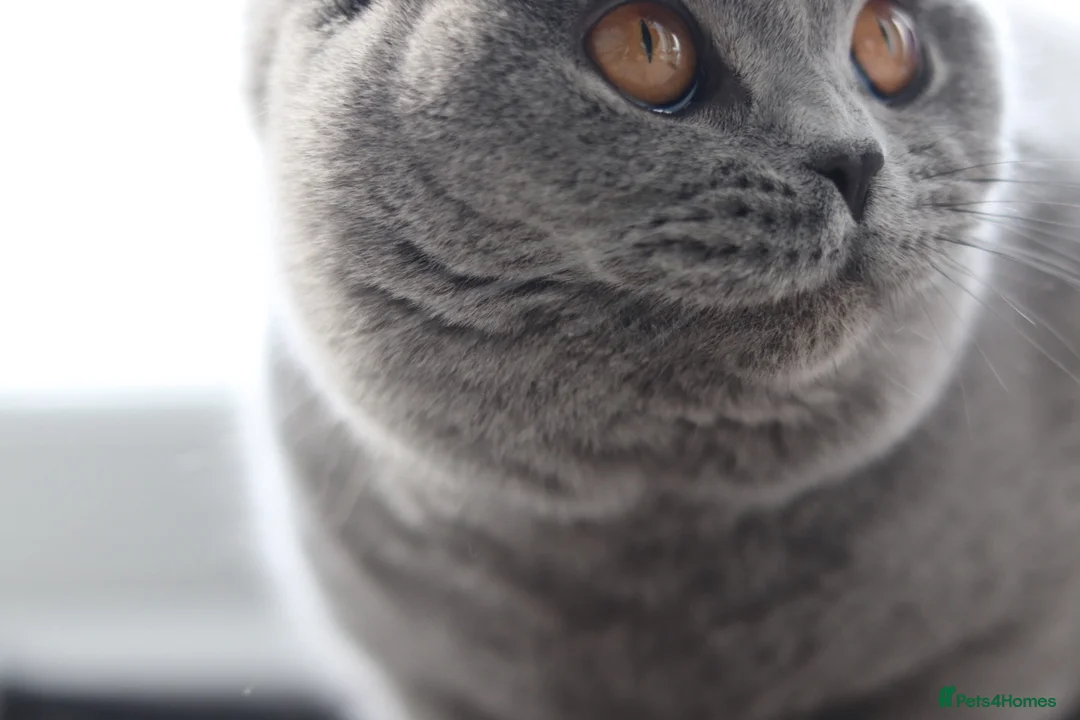 British Shorthair cats for sale: 🧸 Stunning GCCF BSH Female Champion Bloodlines ✨ - Advert 20