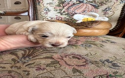 Shihpoo dogs for sale: ✨ Beautiful Shihpoo Puppies ✨  - Image 17