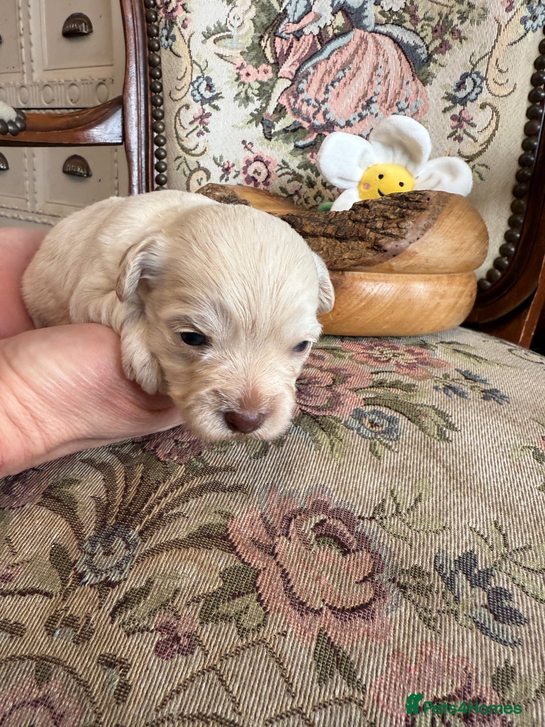 Shihpoo dogs for sale: ✨ Beautiful Shihpoo Puppies ✨  - Image 17