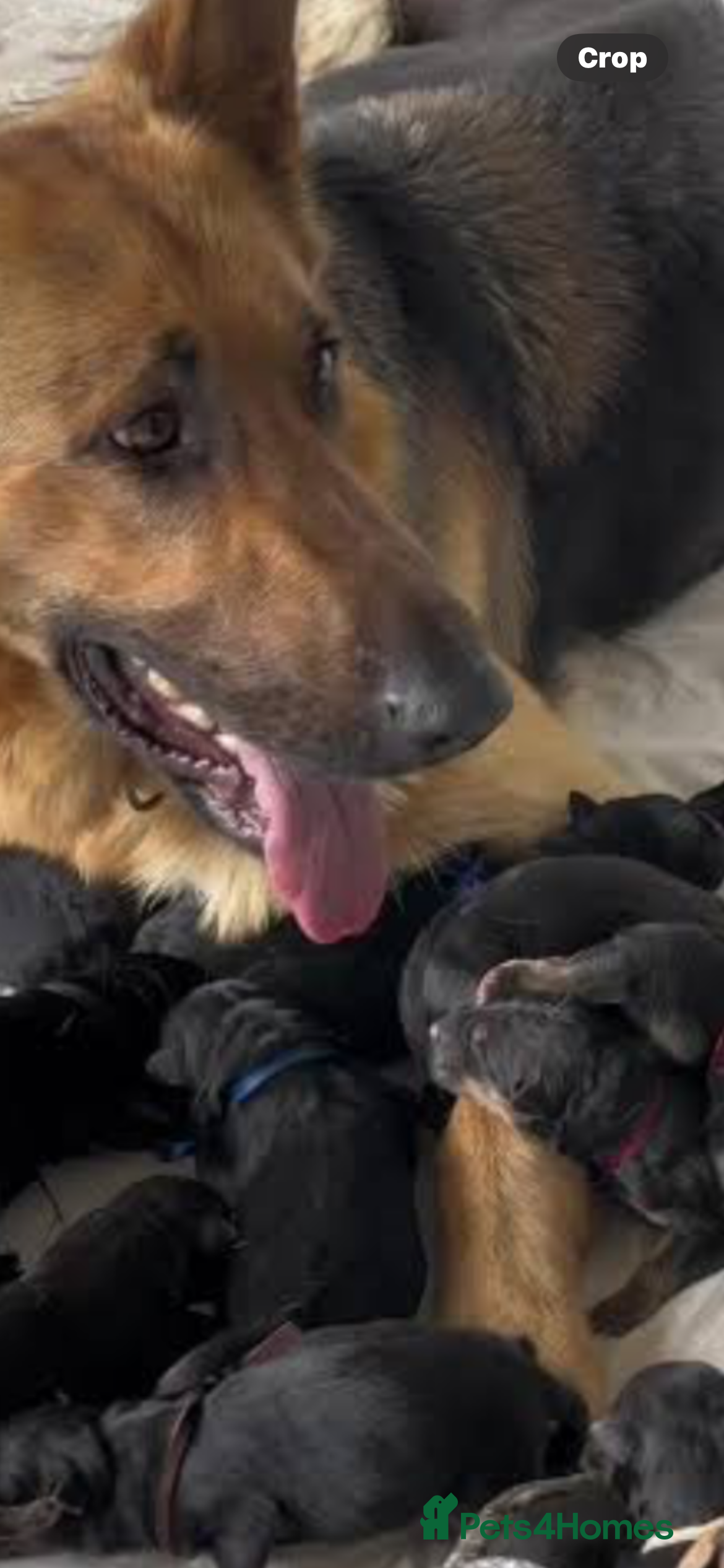 Mixed Breed dogs German Shepard X Rottweiler  - Advert 3