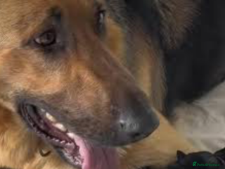 Mixed Breed dogs German Shepard X Rottweiler - Advert 5