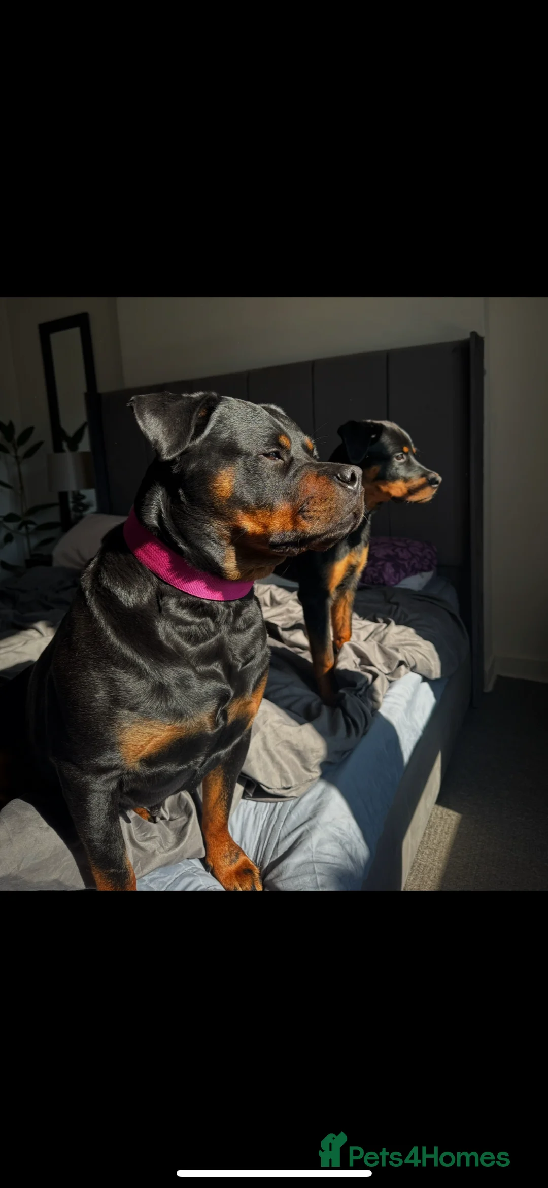 Rottweiler dogs for stud: Strong Rottweiler for Stud Available - Advert 4