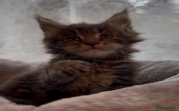 Maine Coon cats for sale: Chunky Russian Mainecoon cubs  - Image 10