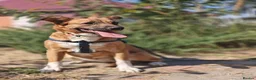 Mixed Breed dogs for adoption: ❤️🐶 LIRA – THE SOFTEST HEART - Advert 4