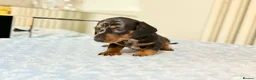Miniature Dachshund dogs for sale: MINI DACHSHUND PUPPIES  - Advert 12
