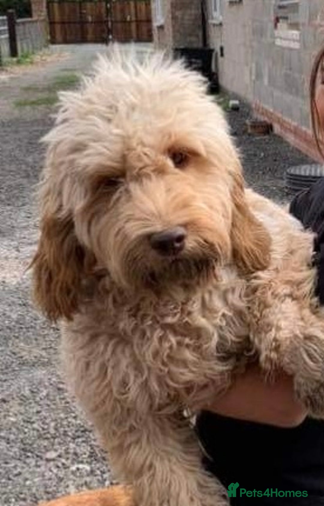 Cockapoo dogs for sale: Reluctant sale of 4 year old cockapoo girl - Image 3