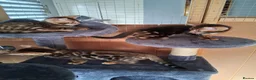 Bengal cats for sale: Bengal Kittens  - Advert 5