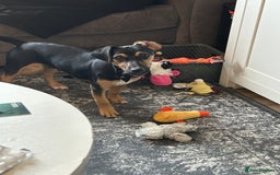 Jack Russell dogs for sale: 1 8 month old Jack Russell for sale - Image 6