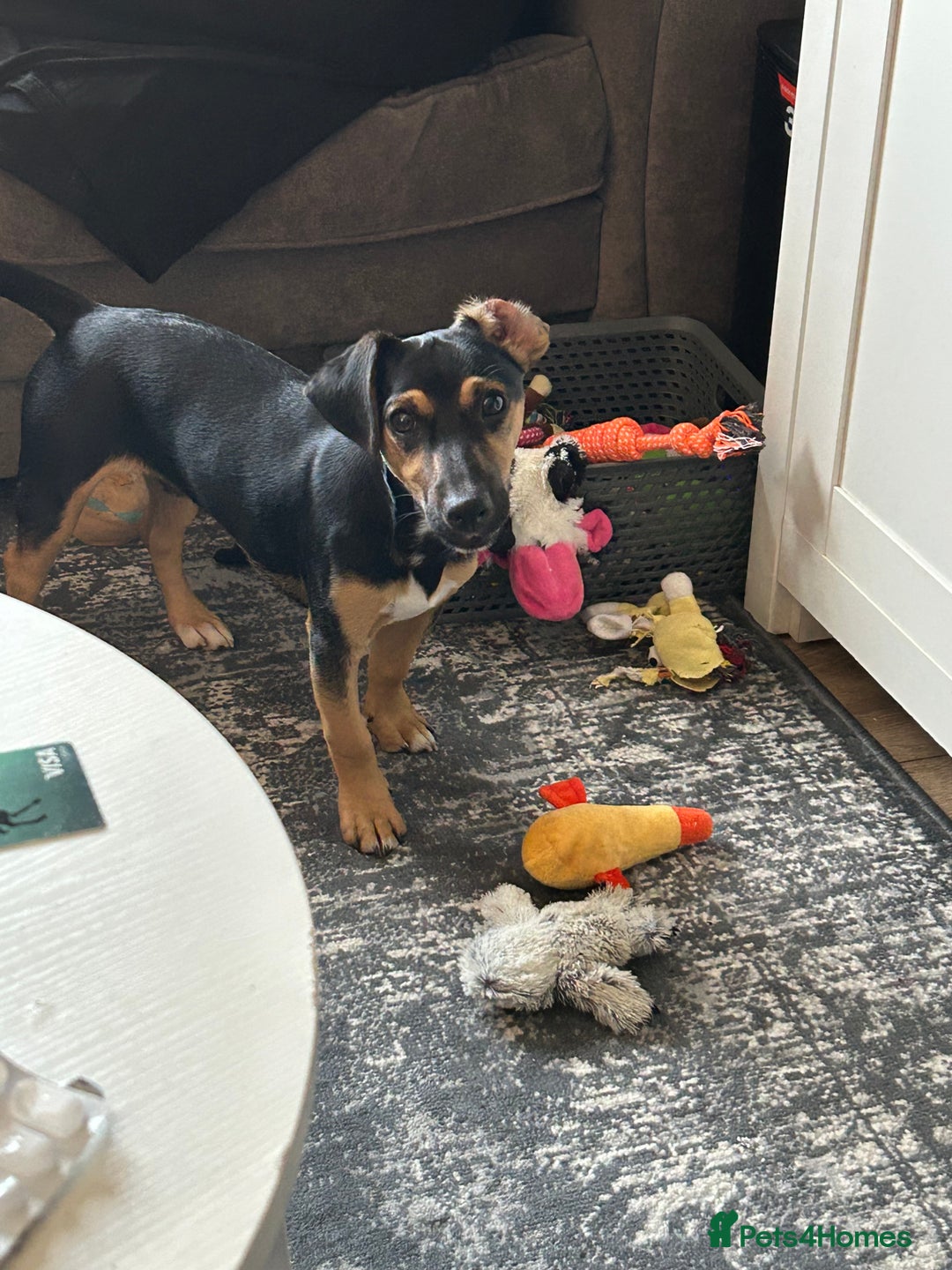 Jack Russell dogs for sale: 1 8 month old Jack Russell for sale - Image 6