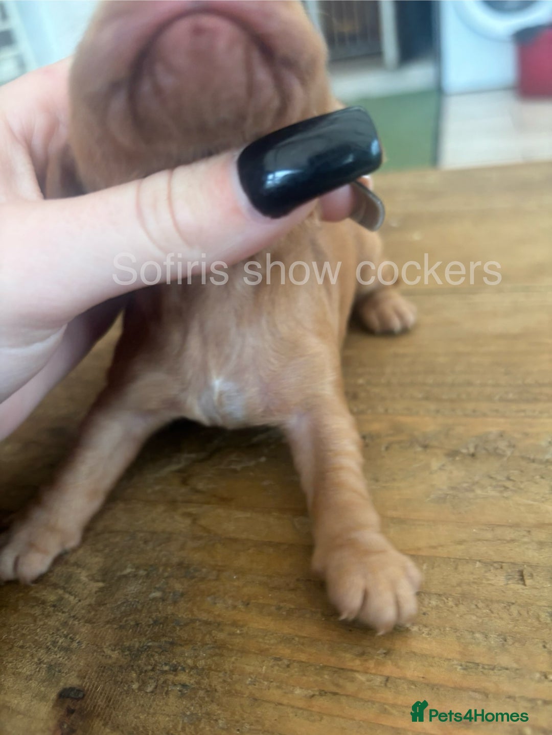 Cocker Spaniel dogs for sale: Last show boy remaining  - Image 8