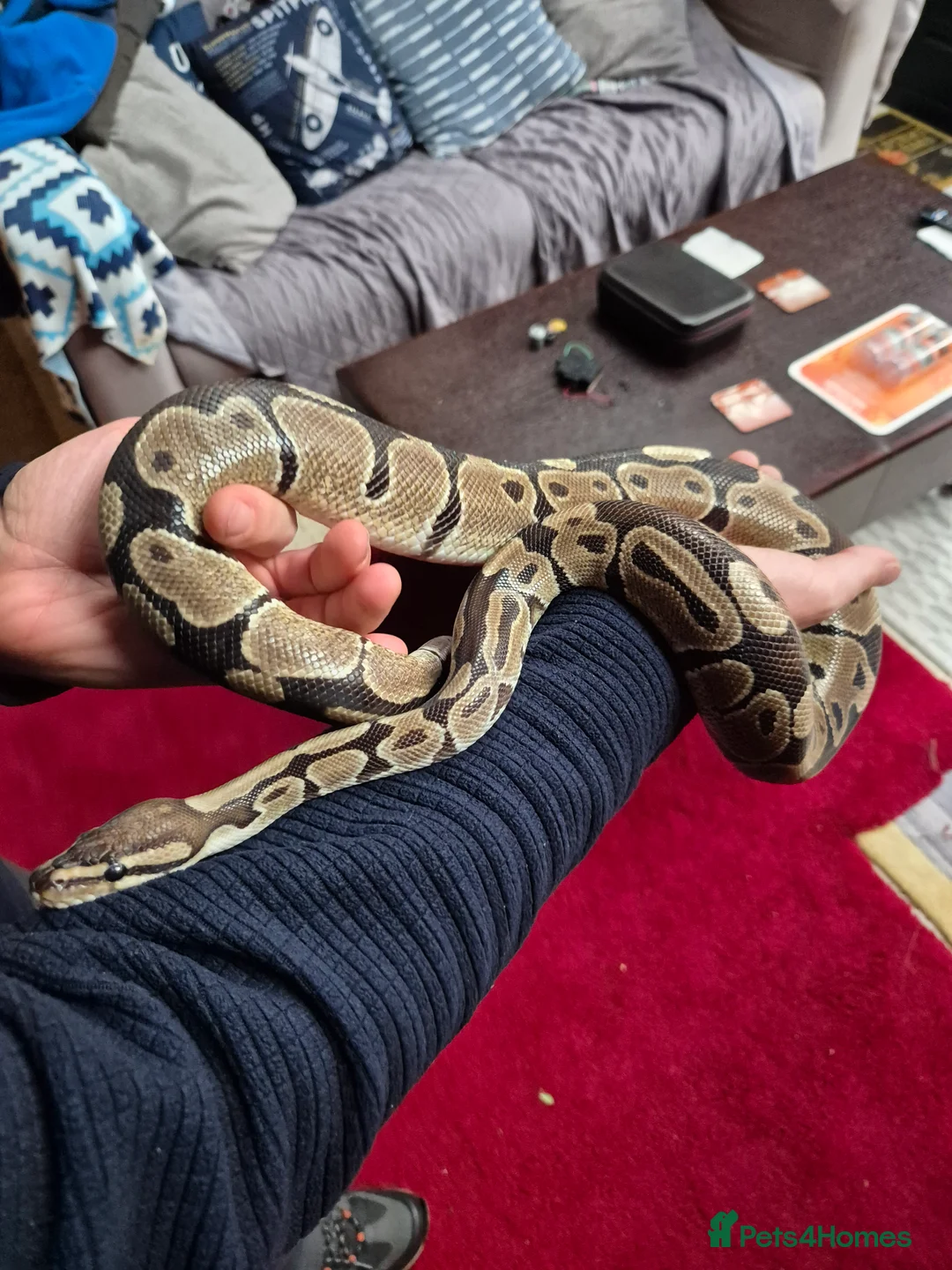 Python Snake reptiles for sale: Royal python with full Vivarium set up - Advert 3