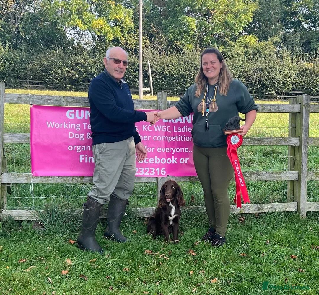 Cocker Spaniel dogs for stud: Cocker spaniel for stud extensively health tested  in Shrewsbury - Advert 26