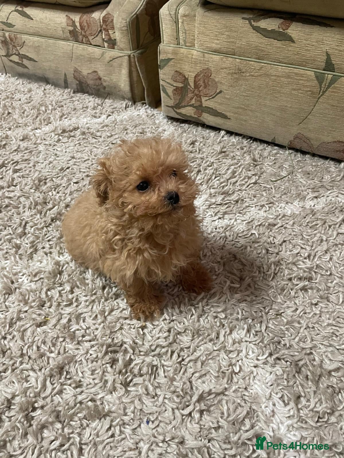 Maltipoo dogs Maltipoo Puppies – Two Beautiful Boys Available - Advert 18