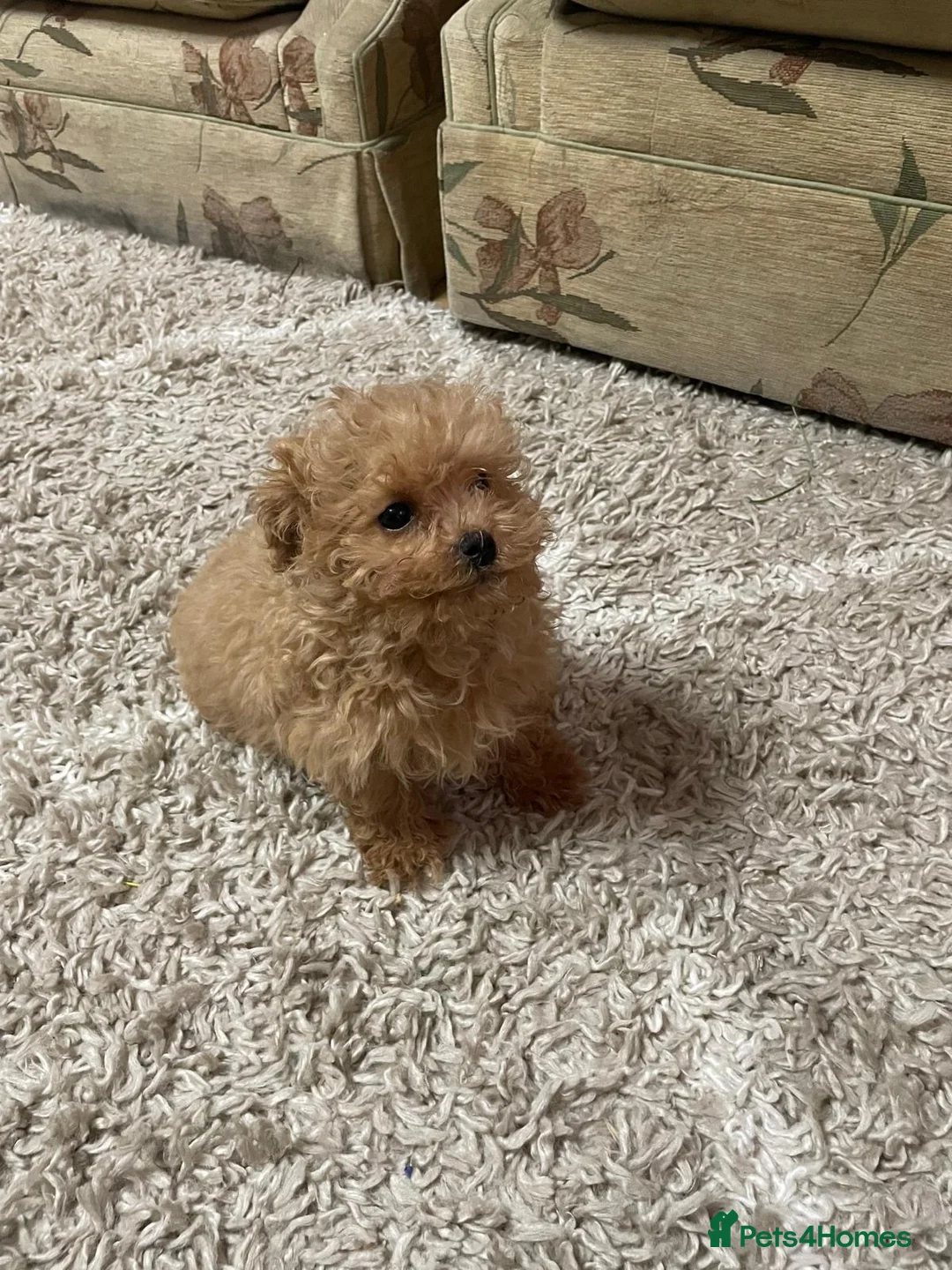 Maltipoo dogs for sale: Maltipoo Puppies – Two Beautiful Boys Available - Advert 1