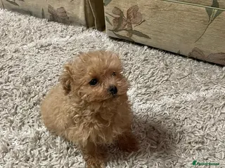 Maltipoo dogs Maltipoo Puppies – Two Beautiful Boys Available - Advert 1
