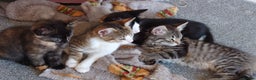 Mixed Breed cats for sale: Kittens ready now - Advert 11