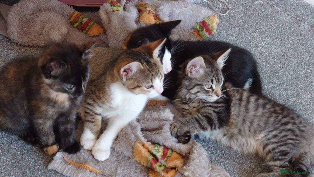 Mixed Breed cats for sale: Kittens ready now - Advert 11