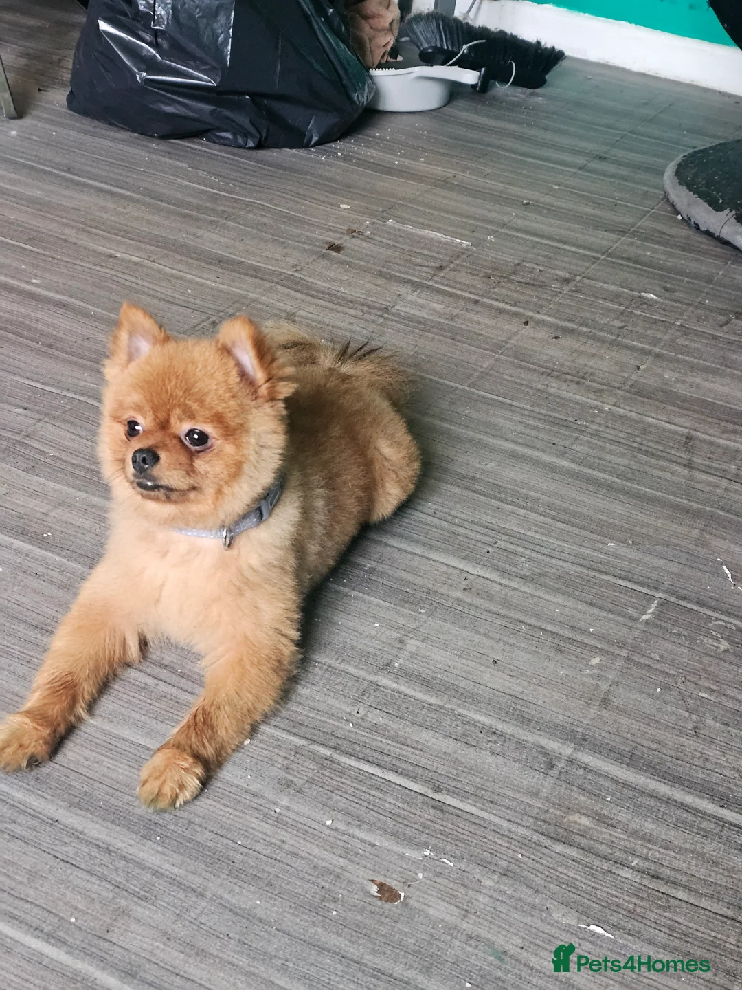 Pomeranian dogs for sale: Teddy bear pom - Advert 4