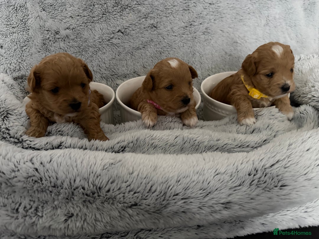 Maltipoo dogs for sale: Beautiful Tiny Maltipoo Tree girls 🐶🐾💝💝💝 - Advert 9