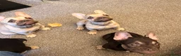 French Bulldog dogs for sale: French bulldog puppies 2 cream and one brown   - Advert 5