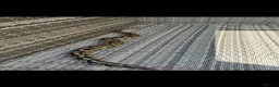 Python Snake reptiles for sale: Ball Python in Harlow - Advert 3