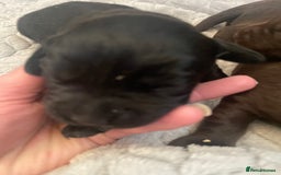 Labrador Retriever dogs for sale: LABRADOR PUPPIES 5 GEN ENHANCED PEDIGREE  - Image 5