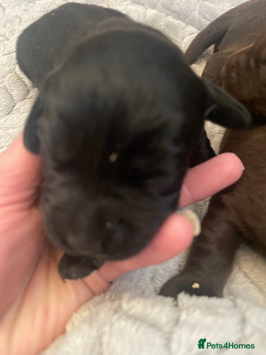 Labrador Retriever dogs for sale: LABRADOR PUPPIES 5 GEN ENHANCED PEDIGREE  - Image 5