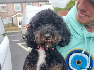 Mixed Breed dogs Cockapoo pups - Advert 1