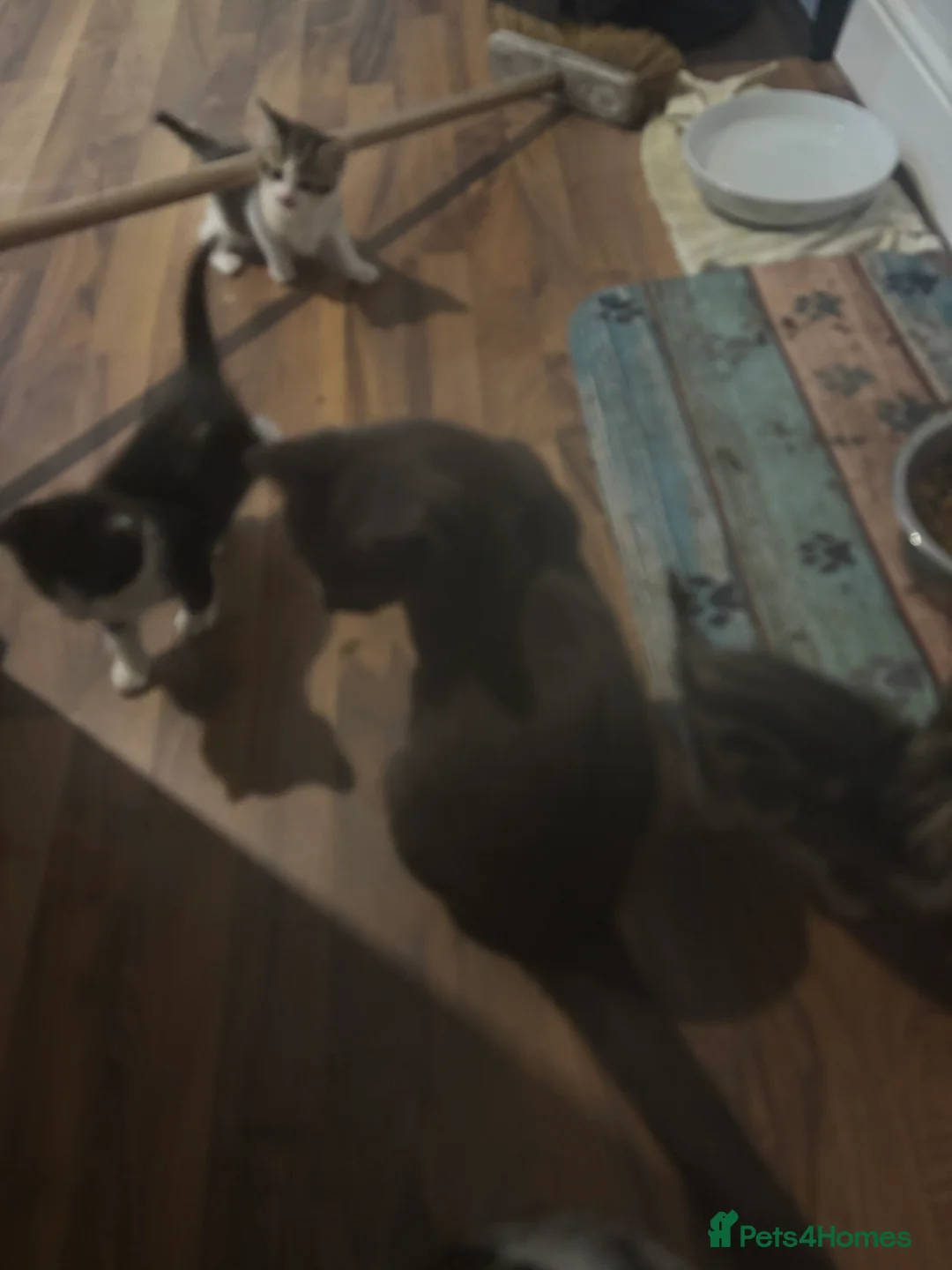 Mixed Breed cats for sale: Beautiful fluffy furballs  - Advert 2