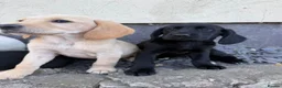 Cockerdor dogs for sale: Cockerdor puppies Labrador X Cocker Spaniel  - Advert 14