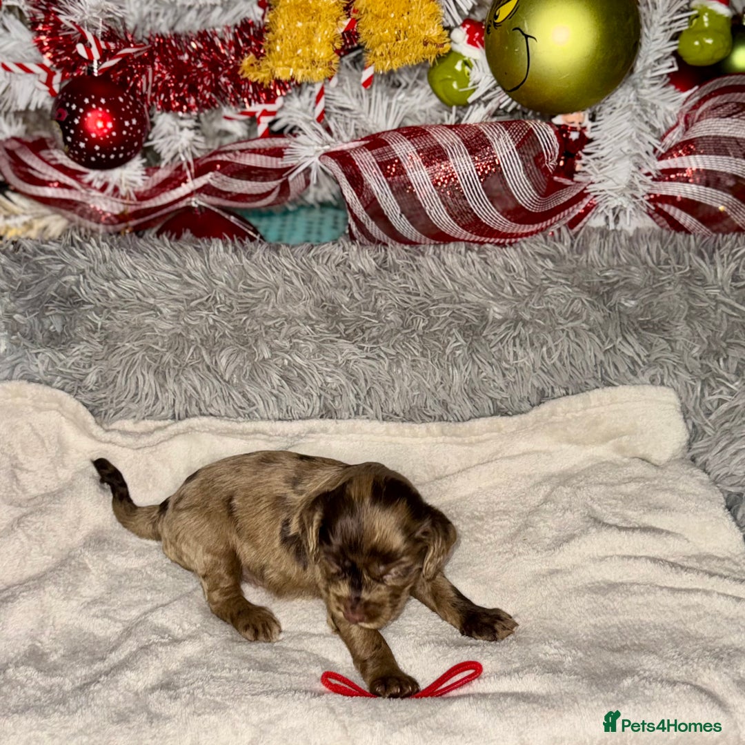 Cocker Spaniel dogs for sale: 🐶THE 8 MISFITS of SHEER BEAUTY🐶 - Advert 11