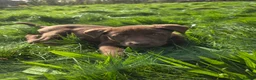 Labrador Retriever dogs for sale: 3 gorgeous labs - Advert 6