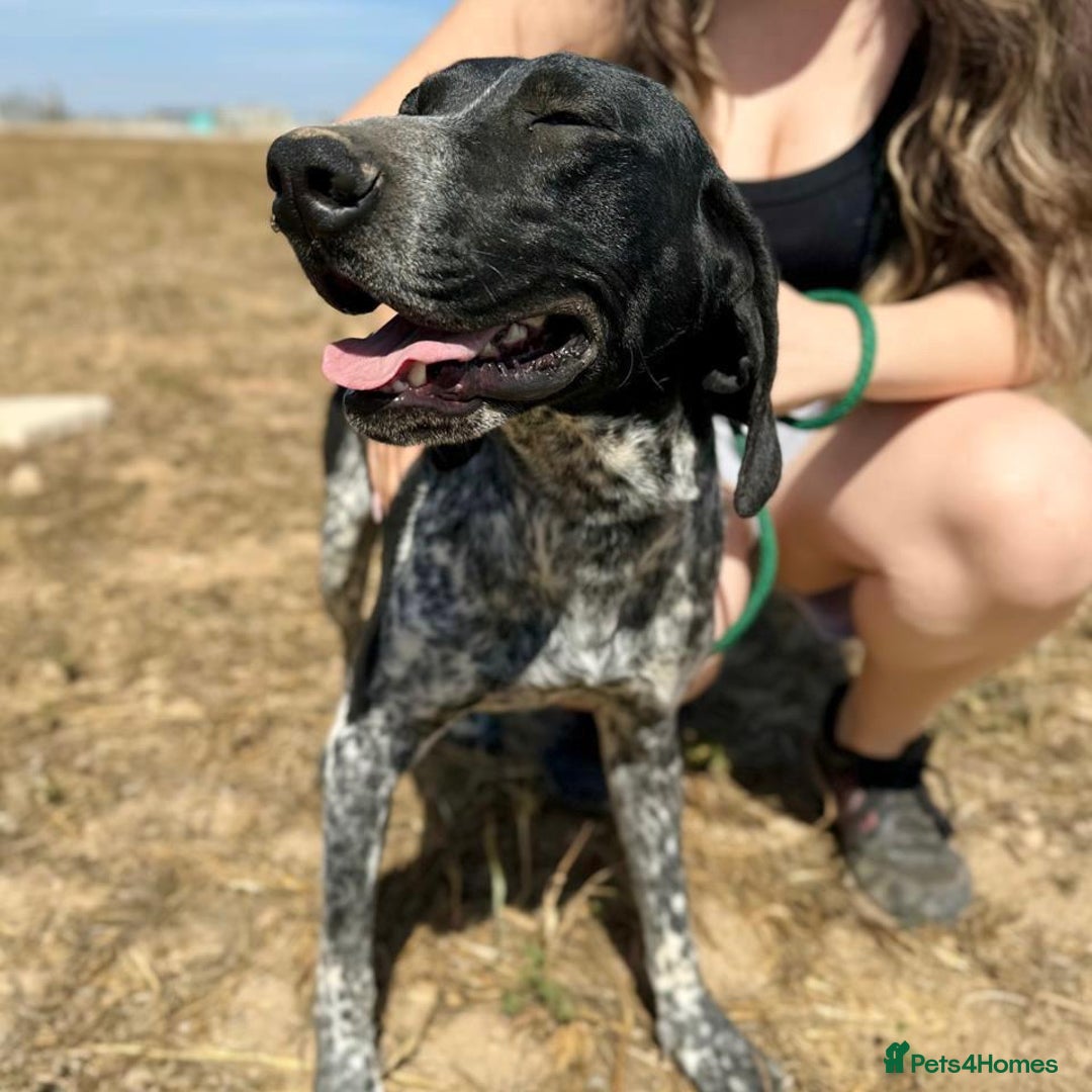 Mixed Breed dogs for adoption: Bracken (German Pointer mix) - Advert 22