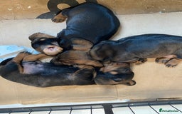 Dachshund dogs for sale: Mini wirehaired dachshund puppys Dad kc registered in Northampton - Image 12