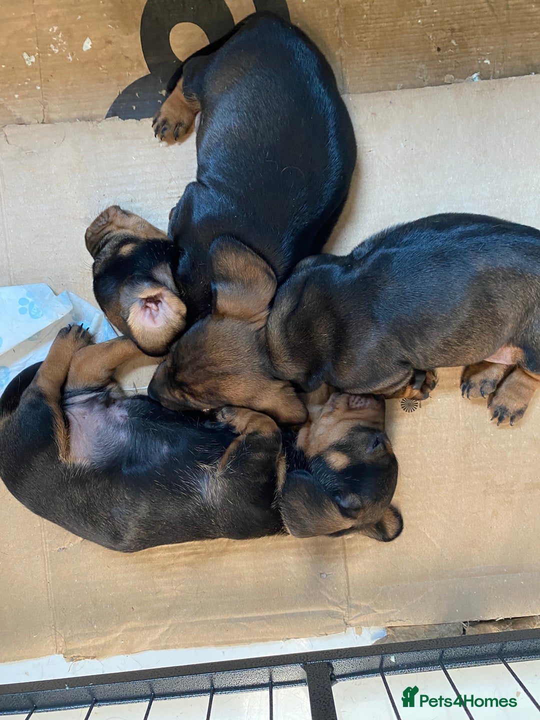 Dachshund dogs for sale: Mini wirehaired dachshund puppys Dad kc registered in Northampton - Image 12