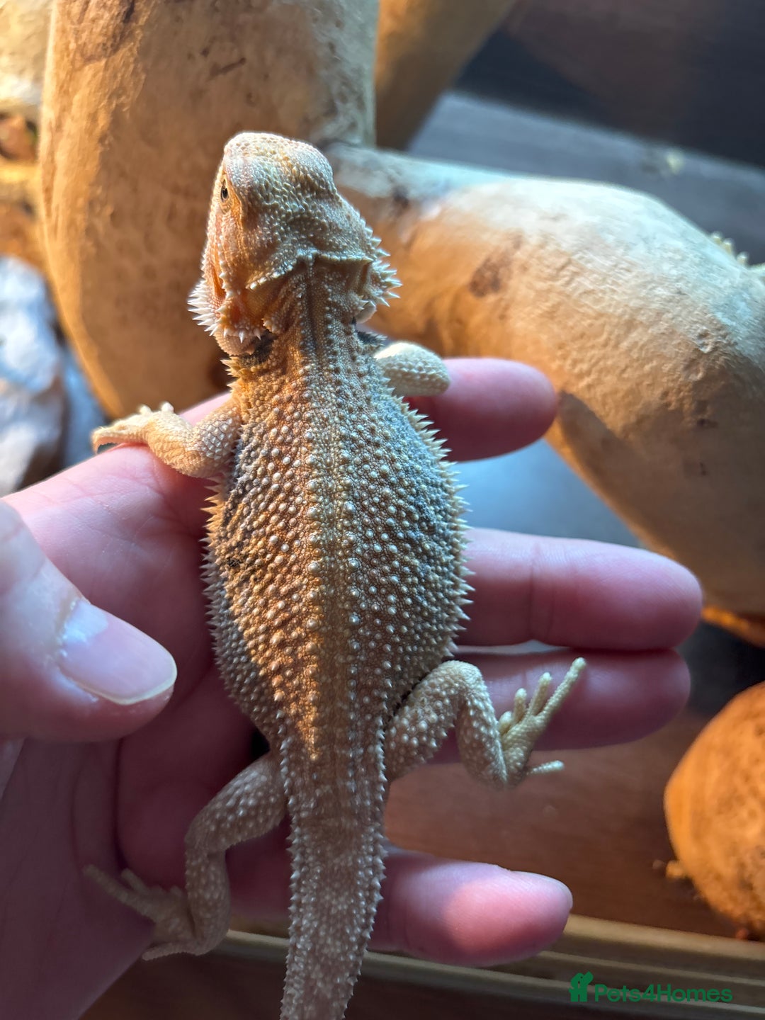 Bearded Dragon reptiles for sale: Baby bearded dragons  - Image 2