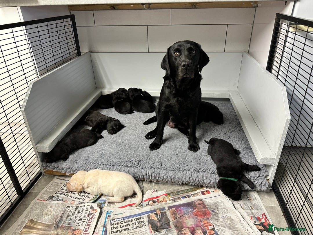 Labrador Retriever dogs for sale: Quality litter of working Labrador retriever pups - Image 7
