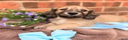 Miniature Dachshund dogs for sale: Long haired miniature dachshunds  - Advert 14