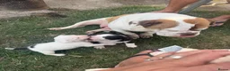 Mixed Breed dogs for sale: Old Tyme Collies looking for their forever home in Durham - Advert 16