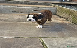 Boxer dogs for sale: Quality Boxer Puppies - Image 10