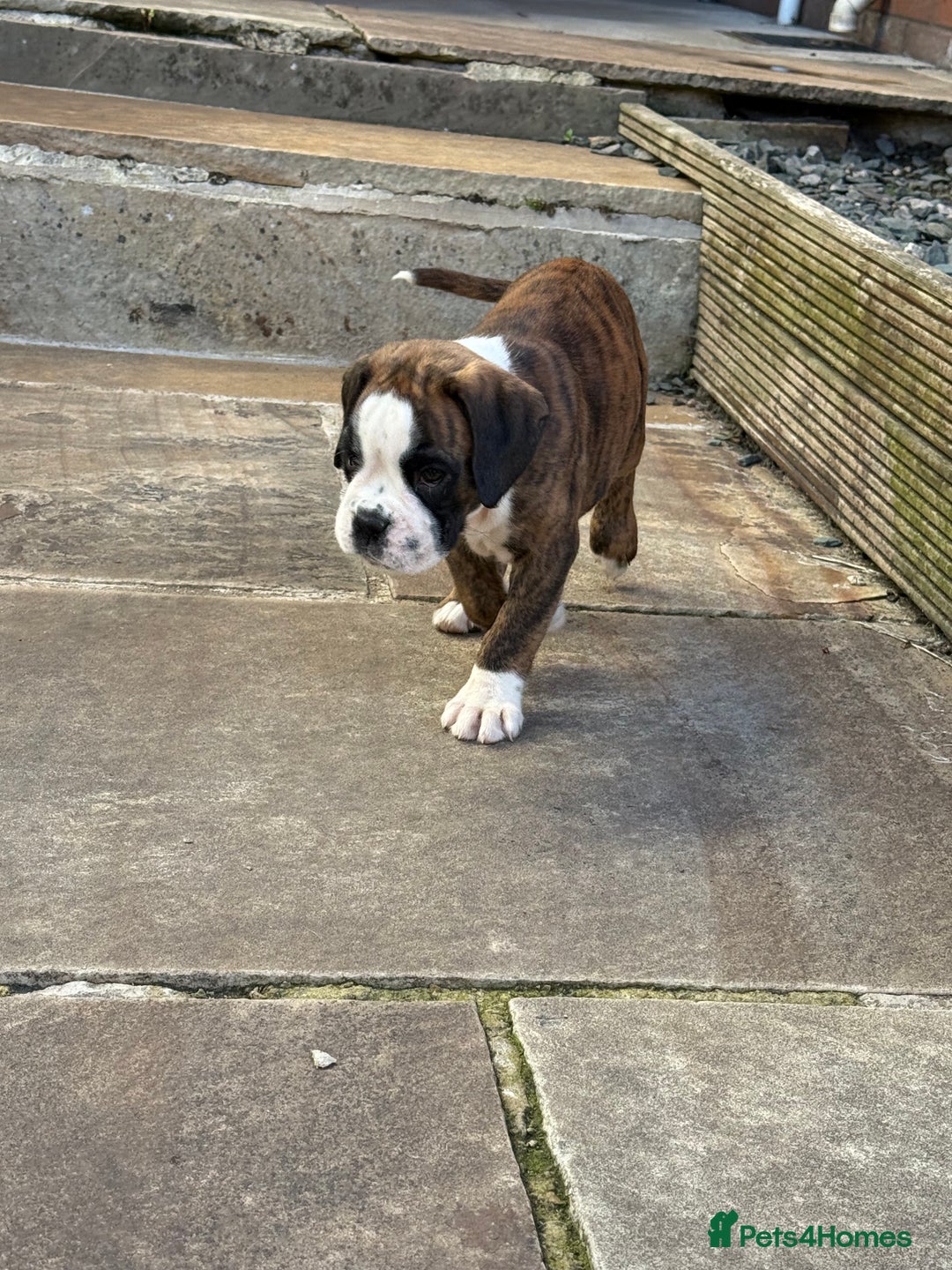 Boxer dogs for sale: Quality Boxer Puppies - Image 10