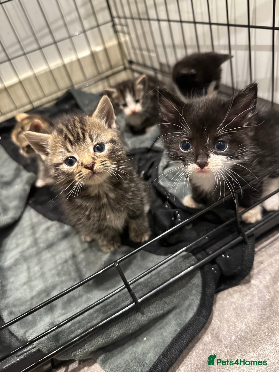 Domestic Shorthair cats for sale: Kittens - Image 13