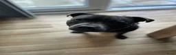 Staffordshire Bull Terrier dogs for sale: Hulk  in Manchester - Advert 4