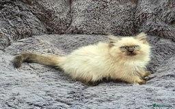 Ragdoll cats for sale: GCCF registered Ragdoll kittens  - Image 10
