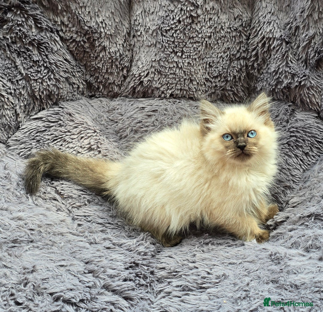 Ragdoll cats for sale: GCCF registered Ragdoll kittens  - Image 10