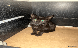 Bombay cats for sale: black male kitten  - Image 1