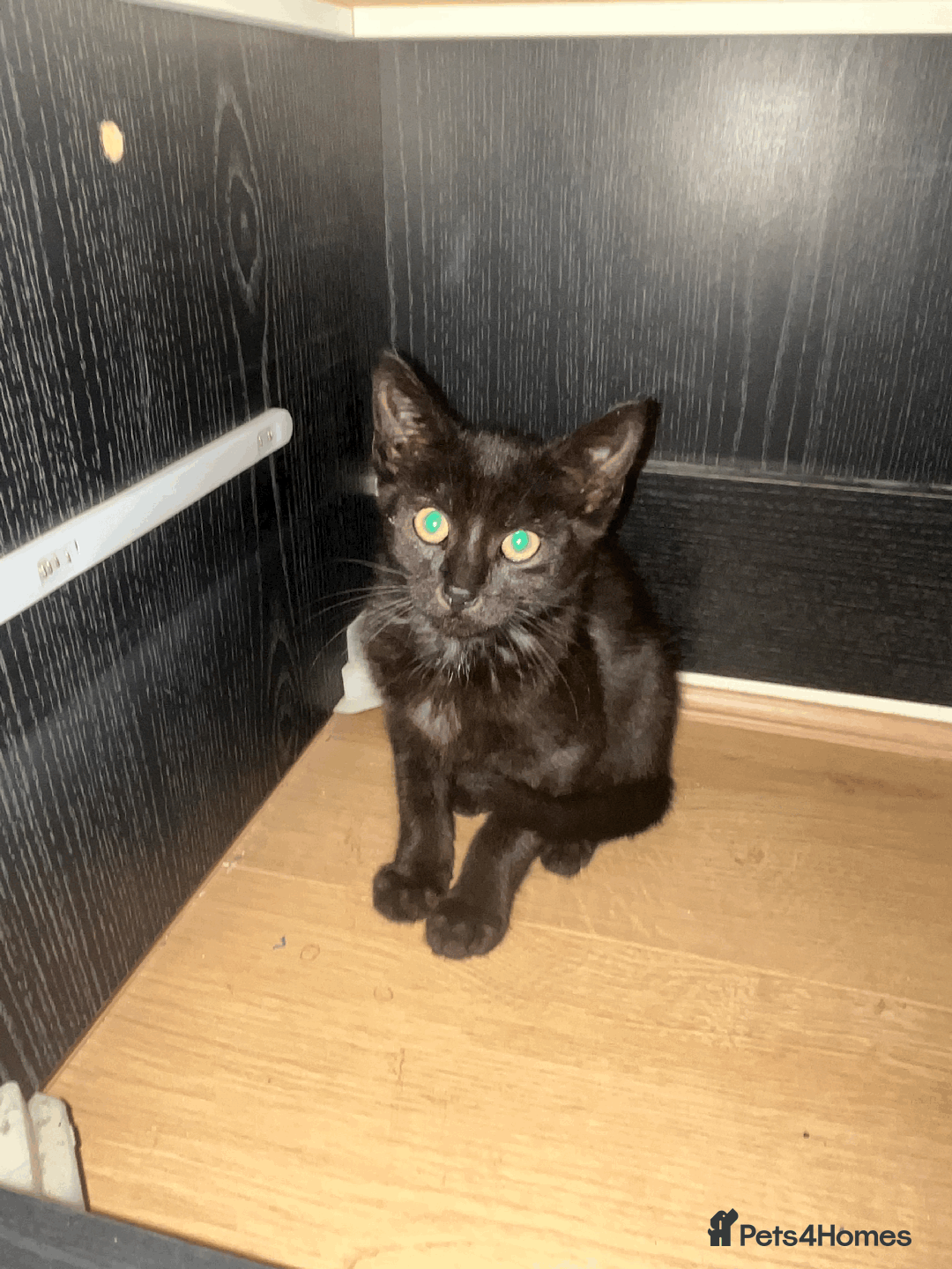 Bombay cats for sale: black male kitten  - Image 1