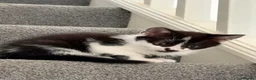 Domestic Shorthair cats for sale: Beautiful female and male kittens x2 - Advert 13